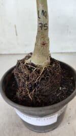 ENXERTO 11961 – 20cm (cor LM 75) - Imagem 4