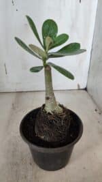 ENXERTO 11961 – 20cm (cor LM 75) - Imagem 3