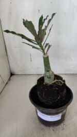 ENXERTO 11962 – 20cm (cor LM 424) - Imagem 2