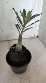 ENXERTO 11962 – 20cm (cor LM 424) - Imagem 3