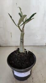 ENXERTO 11963 – 20cm (cor LM 991) - Imagem 2