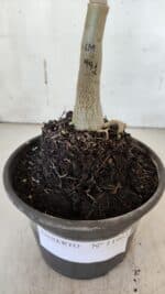 ENXERTO 11963 – 20cm (cor LM 991) - Imagem 4