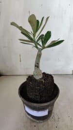 ENXERTO 11964 – 20cm (cor LM 1006) - Imagem 2