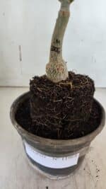 ENXERTO 11964 – 20cm (cor LM 1006) - Imagem 4