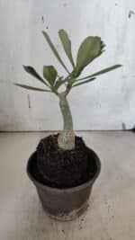 ENXERTO 11964 – 20cm (cor LM 1006) - Imagem 3