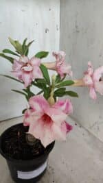 ENXERTO 11965 – 20cm (cor LM 728) - Imagem 3