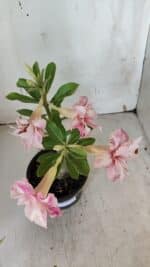 ENXERTO 11965 – 20cm (cor LM 728) - Imagem 4