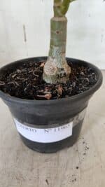 ENXERTO 11965 – 20cm (cor LM 728) - Imagem 6