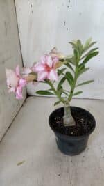 ENXERTO 11965 – 20cm (cor LM 728) - Imagem 5