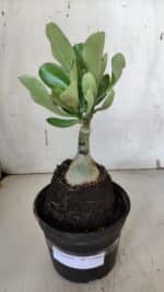 ENXERTO 11966 – 20cm (cor LM 1007) - Imagem 2