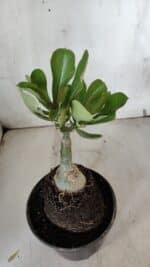 ENXERTO 11966 – 20cm (cor LM 1007) - Imagem 3