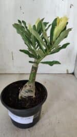 ENXERTO 11967 – 20cm (cor LM 997) - Imagem 2