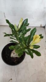 ENXERTO 11967 – 20cm (cor LM 997) - Imagem 3