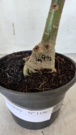 ENXERTO 11967 – 20cm (cor LM 997) - Imagem 5