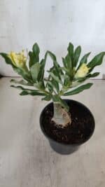 ENXERTO 11967 – 20cm (cor LM 997) - Imagem 4