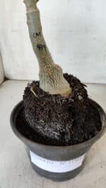 ENXERTO 11968 – 20cm (cor LM 979) - Imagem 4