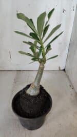 ENXERTO 11968 – 20cm (cor LM 979) - Imagem 3