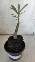 ENXERTO 11969 – 20cm (cor LM 827) - Imagem 2