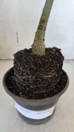 ENXERTO 11969 – 20cm (cor LM 827) - Imagem 4