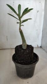 ENXERTO 11969 – 20cm (cor LM 827) - Imagem 3