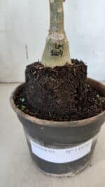 ENXERTO 11970 – 20cm (cor LM 1004) - Imagem 4