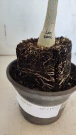 ENXERTO 11972 – 20cm (cor LM 1000) - Imagem 4