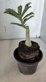 ENXERTO 11972 – 20cm (cor LM 1000) - Imagem 3