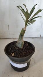 ENXERTO 11973 – 20cm (cor LM 424) - Imagem 2