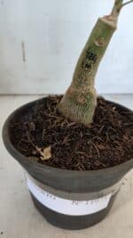 ENXERTO 11973 – 20cm (cor LM 424) - Imagem 4