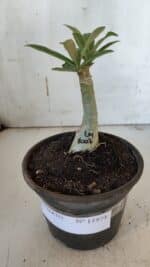 ENXERTO 11974 – 20cm (cor LM 1007) - Imagem 2