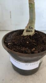 ENXERTO 11974 – 20cm (cor LM 1007) - Imagem 4