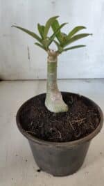 ENXERTO 11974 – 20cm (cor LM 1007) - Imagem 3