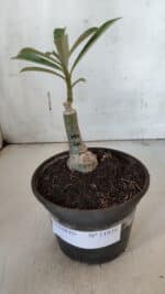 ENXERTO 11975 – 20cm (cor LM 797) ID: Ferrari - Imagem 2