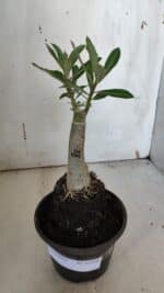 ENXERTO 11976 – 20cm (cor LM 979) - Imagem 2