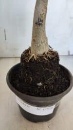 ENXERTO 11976 – 20cm (cor LM 979) - Imagem 4