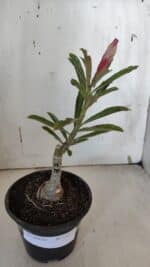 ENXERTO 11977 – 20cm (cor LM 990) - Imagem 2