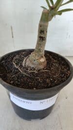 ENXERTO 11977 – 20cm (cor LM 990) - Imagem 4