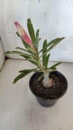 ENXERTO 11977 – 20cm (cor LM 990) - Imagem 3