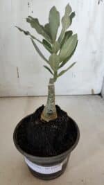 ENXERTO 11978 – 20cm (cor LM 985) - Imagem 2