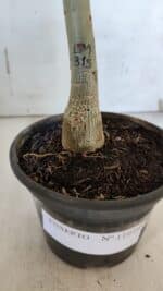 ENXERTO 11979 – 20cm (cor LM 315) - Imagem 4