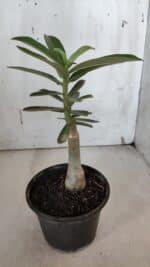 ENXERTO 11979 – 20cm (cor LM 315) - Imagem 3