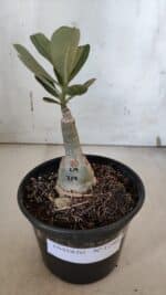 ENXERTO 11980 – 20cm (cor LM 719) - Imagem 2