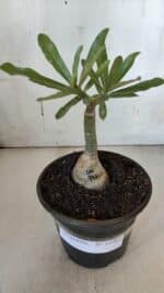 ENXERTO 11982 – 20cm (cor LM 997) - Imagem 2