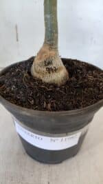 ENXERTO 11982 – 20cm (cor LM 997) - Imagem 5