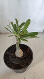 ENXERTO 11982 – 20cm (cor LM 997) - Imagem 4