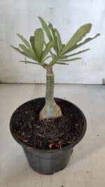 ENXERTO 11982 – 20cm (cor LM 997) - Imagem 3