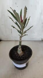 ENXERTO 11983 – 20cm (cor LM 664) - Imagem 2