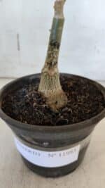 ENXERTO 11983 – 20cm (cor LM 664) - Imagem 4