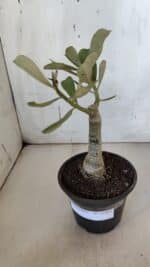 ENXERTO 11984 – 20cm (cor LM 994) - Imagem 2