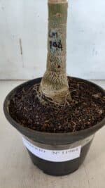 ENXERTO 11984 – 20cm (cor LM 994) - Imagem 4